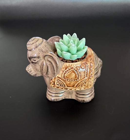 Elephant Cactus